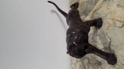 JAPON Tiger in bronze with matt and shiny...