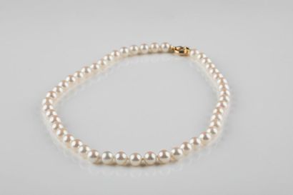 Collier composé de 49 perles de culture en...