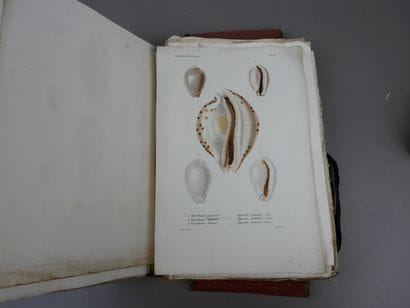 Kiener (Louis-Charles)- Fischer P. - Spécies...