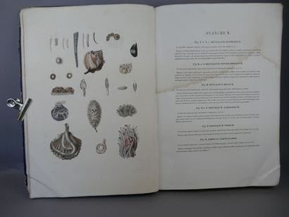 Lamarck (Jean-Baptiste Pierre Antoine de...