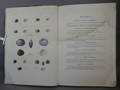 Lamarck (Jean-Baptiste Pierre Antoine de...