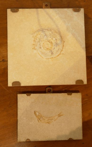 Réunion de deux plaques avec fossiles : l'une...