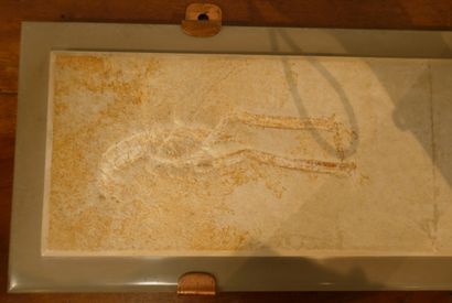 Plaque avec fossiles de deux crustacés 
14.5...