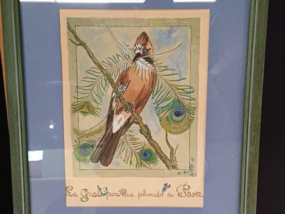 Pierre THIRIOT (1904-1991)
Le geai paré des...