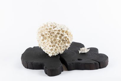 Michèle UGUEN, born 1953
Physalis, Fouesnant...