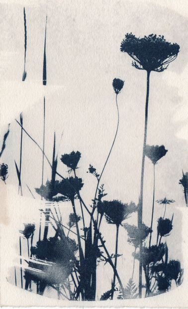 Fiona KELLY
Organic Matter#2, Becoming Fallow...