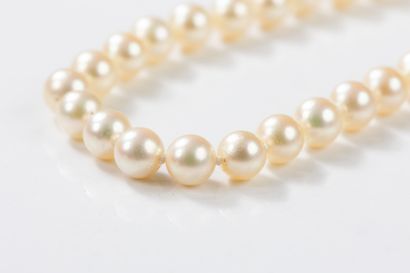 Necklace with 71 cultured pearls, diameter...