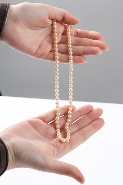 Necklace with 71 cultured pearls, diameter...