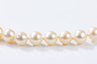 Chocker necklace featuring 61 akoya cultured...