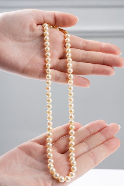 Chocker necklace featuring 61 akoya cultured...