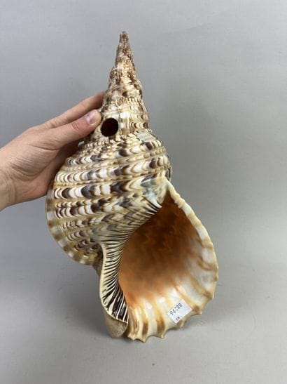 Newt shell calling trumpet. Length: 33 cm....