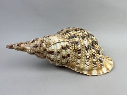 Newt shell calling trumpet. Length: 33 cm....