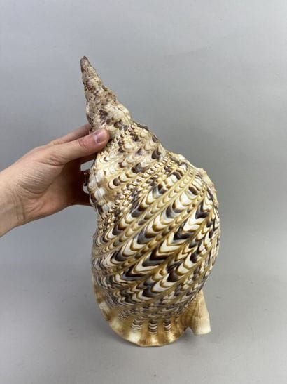 Newt shell calling trumpet. Length: 33 cm....
