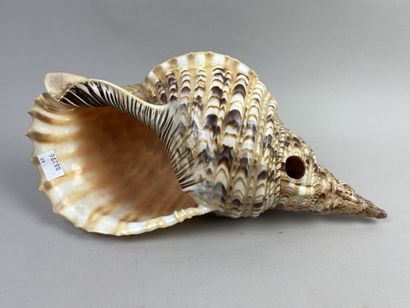 Newt shell calling trumpet. Length: 33 cm....