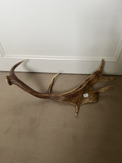 Deer massacre. Stag antler with six horns....