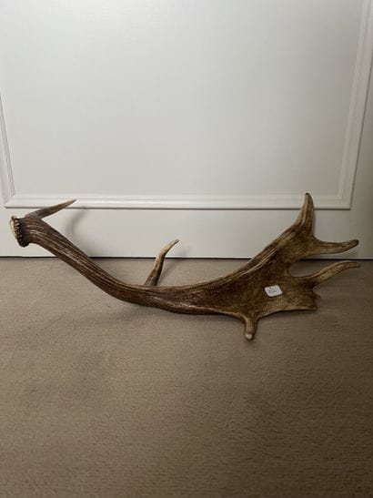 Deer massacre. Stag antler with six horns....
