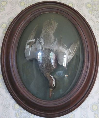 Deux oiseaux naturalisés : perdreau et canard...