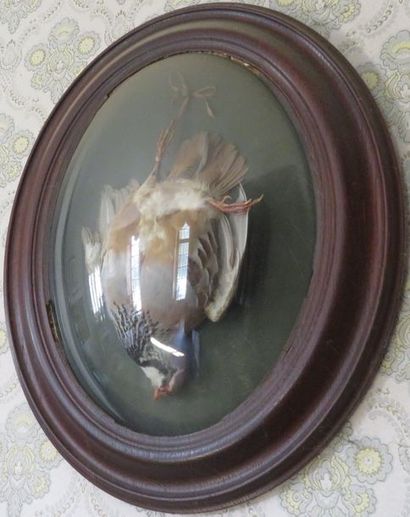 Deux oiseaux naturalisés : perdreau et canard...