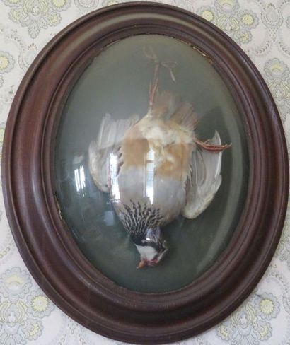 Deux oiseaux naturalisés : perdreau et canard...