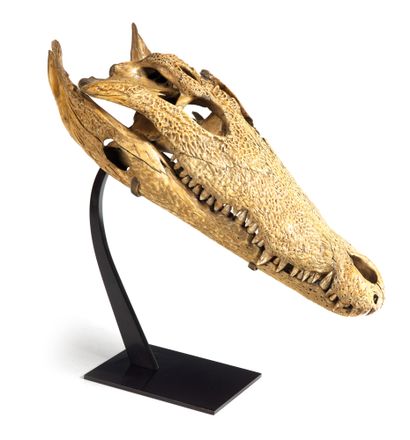 Nile Crocodile skull

Crocodylus niloticus....