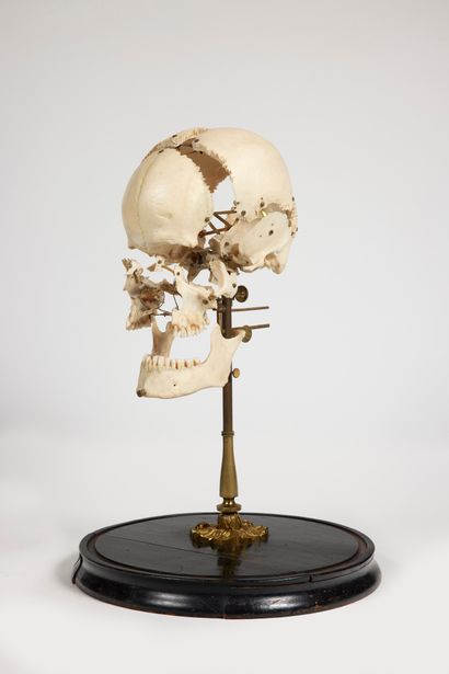 Anthropometric skull

the skeleton disarticulated,...