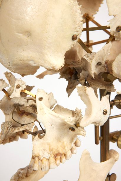 Anthropometric skull

the skeleton disarticulated,...