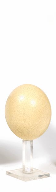 Ostrich egg.
Altuglas base.
Height: 15 c...