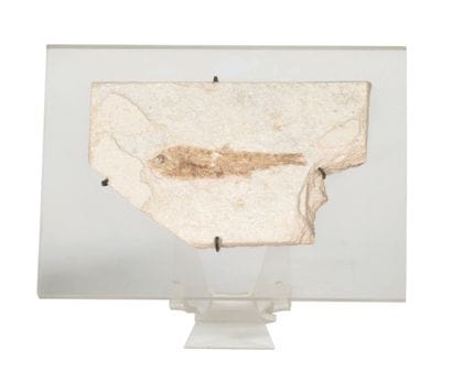 Fossilized fish on limestone slab.
Altuglass...