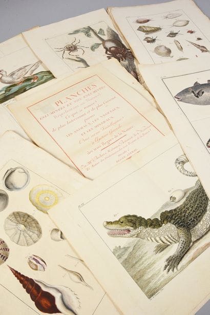 * [BOTANICS]. 
 BUC'HOZ Pierre-Joseph (1731-1807)....