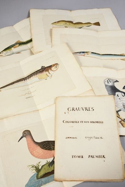 * [BOTANICS]. 
 BUC'HOZ Pierre-Joseph (1731-1807)....