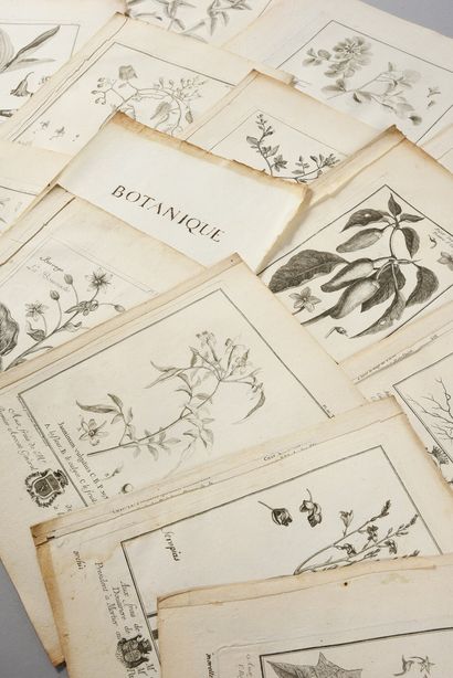 * [BOTANICS]. 
 BUC'HOZ Pierre-Joseph (1731-1807)....