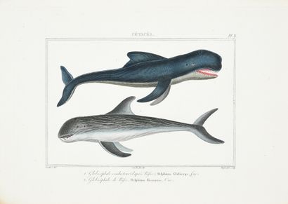 BUFFON (Georges-Louis, comte de), CUVIER...