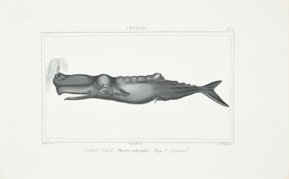 BUFFON (Georges-Louis, comte de), CUVIER...