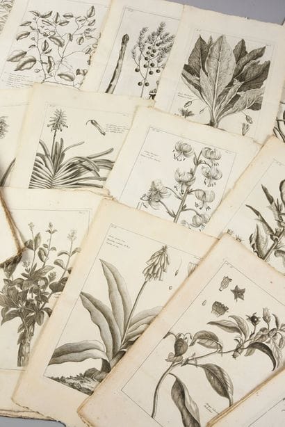 * [BOTANICS]. 
 BUC'HOZ Pierre-Joseph (1731-1807)....