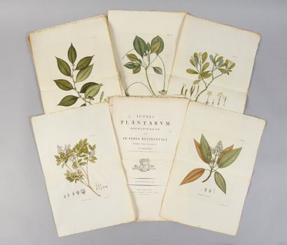 * [BOTANY] - SWARTZ Olof Peter. Icones plantarum...