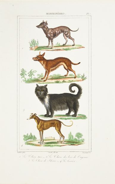 BUFFON (Georges-Louis, comte de), CUVIER...