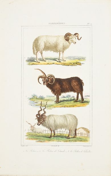 BUFFON (Georges-Louis, comte de), CUVIER...