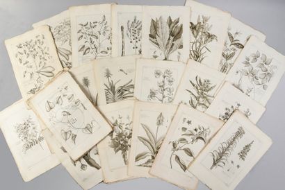 * [BOTANICS]. 
 BUC'HOZ Pierre-Joseph (1731-1807)....