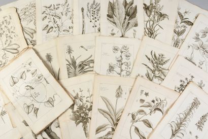 * [BOTANICS]. 
 BUC'HOZ Pierre-Joseph (1731-1807)....