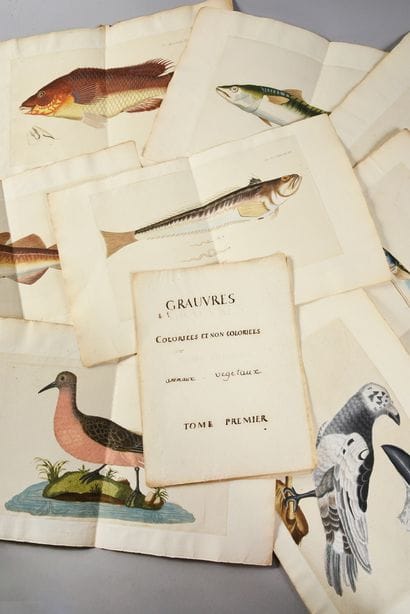 * [BOTANICS]. 
 BUC'HOZ Pierre-Joseph (1731-1807)....