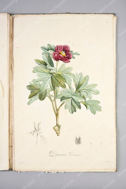 REDOUTÉ Pierre-Joseph.
Réunion de 44 planches...