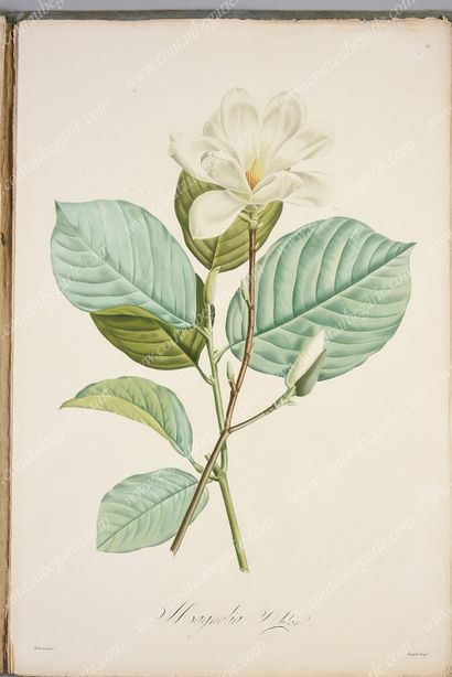 REDOUTÉ Pierre-Joseph.
Réunion de 44 planches...