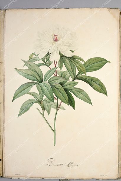 REDOUTÉ Pierre-Joseph.
Réunion de 44 planches...