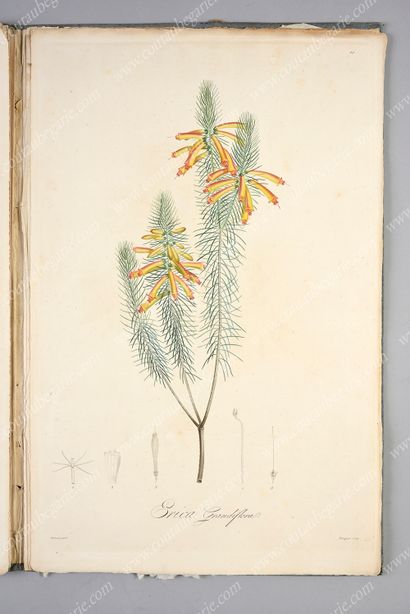 REDOUTÉ Pierre-Joseph.
Réunion de 44 planches...
