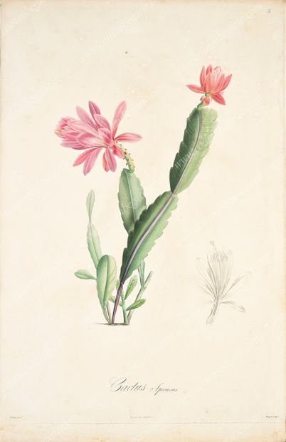 REDOUTÉ Pierre-Joseph.
Réunion de 44 planches...