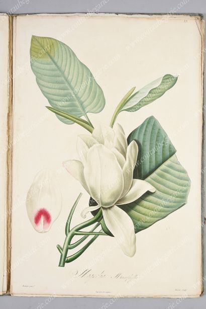 REDOUTÉ Pierre-Joseph.
Réunion de 44 planches...
