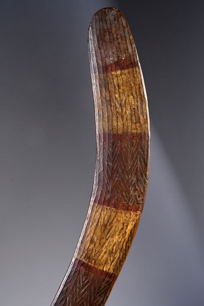 Hunting Boomerang Rainforest Region, Queensland....