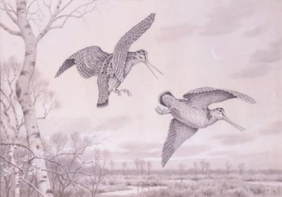 G.F ROTIG.
«Couple de bécasses en vol». Fusain...