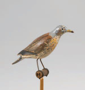 Grive litorne (chacha). Appelant en bois...