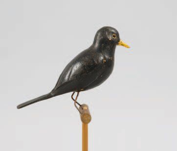 Merle noir. Appelant tout bois pour la chasse...
